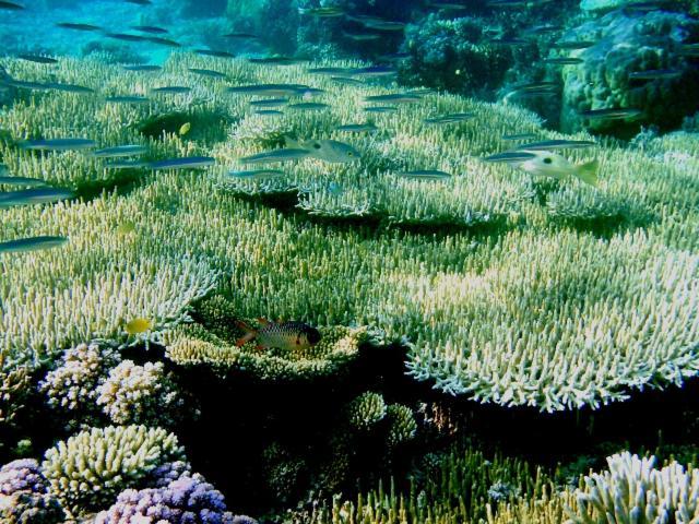 Bolilanga Island Resort - Togean Island Angkayo Kültér fotó