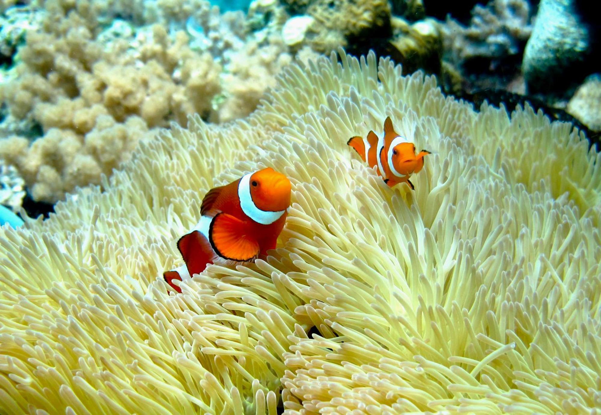 Bolilanga Island Resort - Togean Island Angkayo Kültér fotó